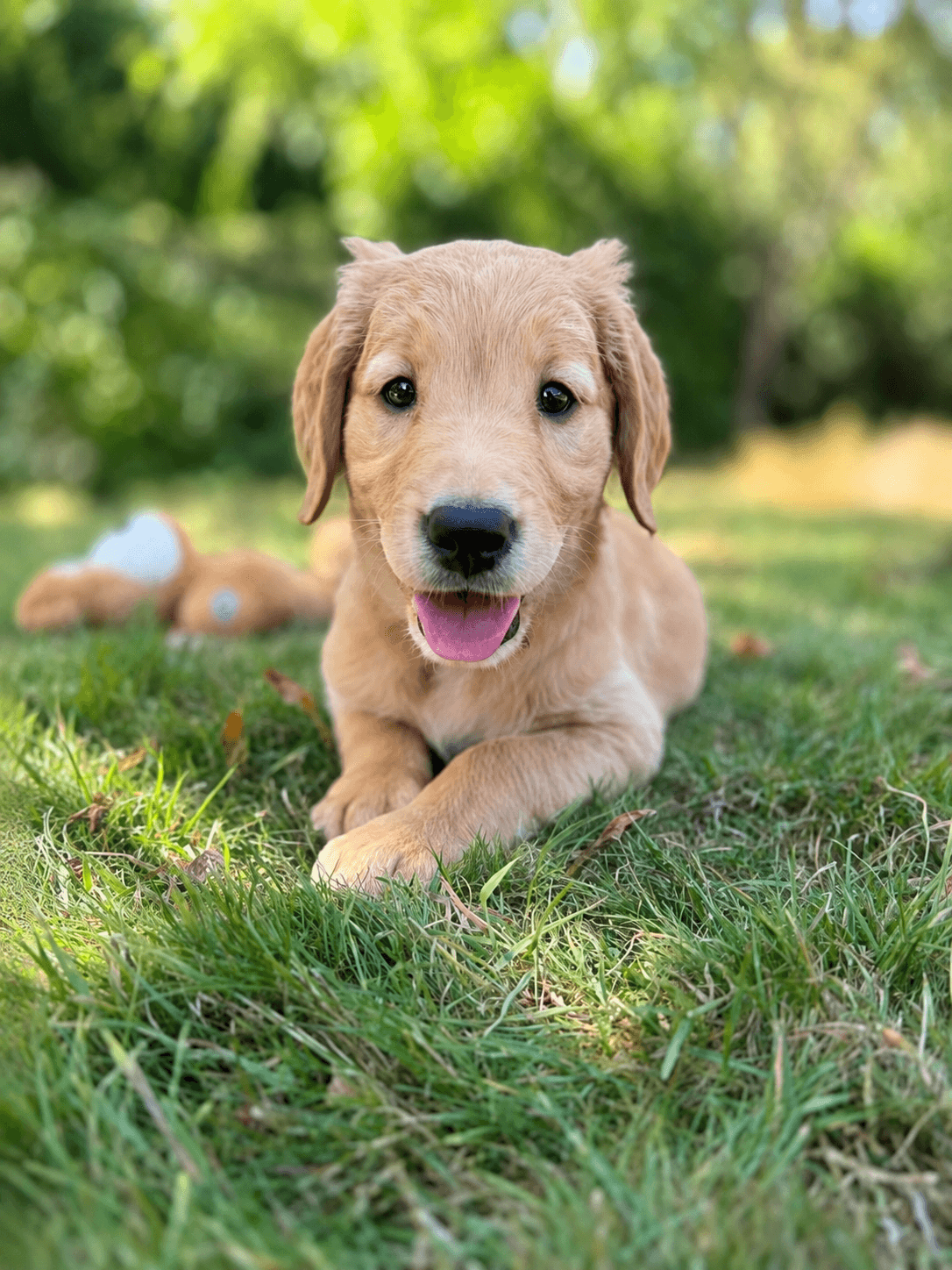 Golden retriever puppy lying on grass with toy in background